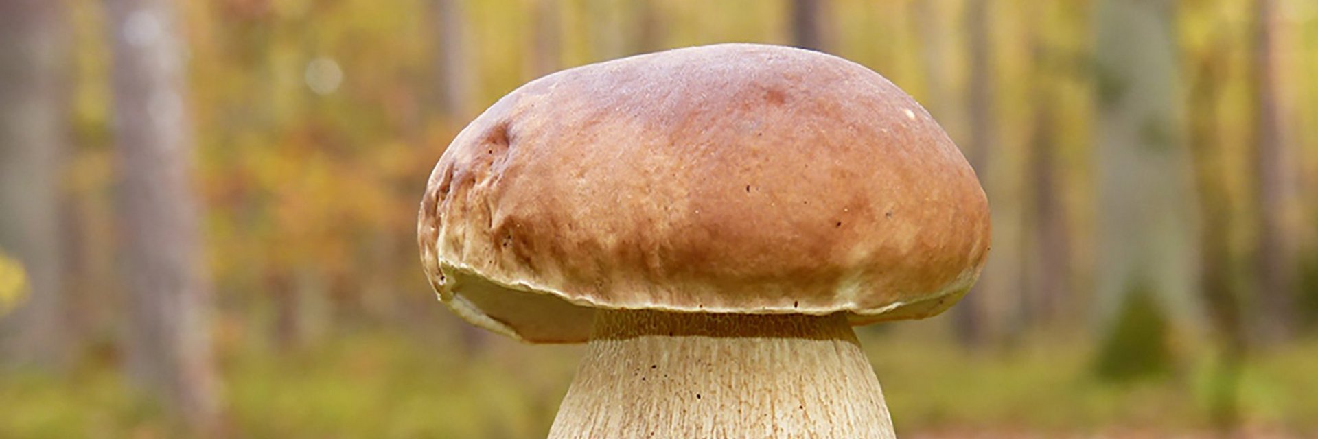 Dieses Bild zeigt einen Steinpilz, der auf Moos in einem Gasteiner Wald steht