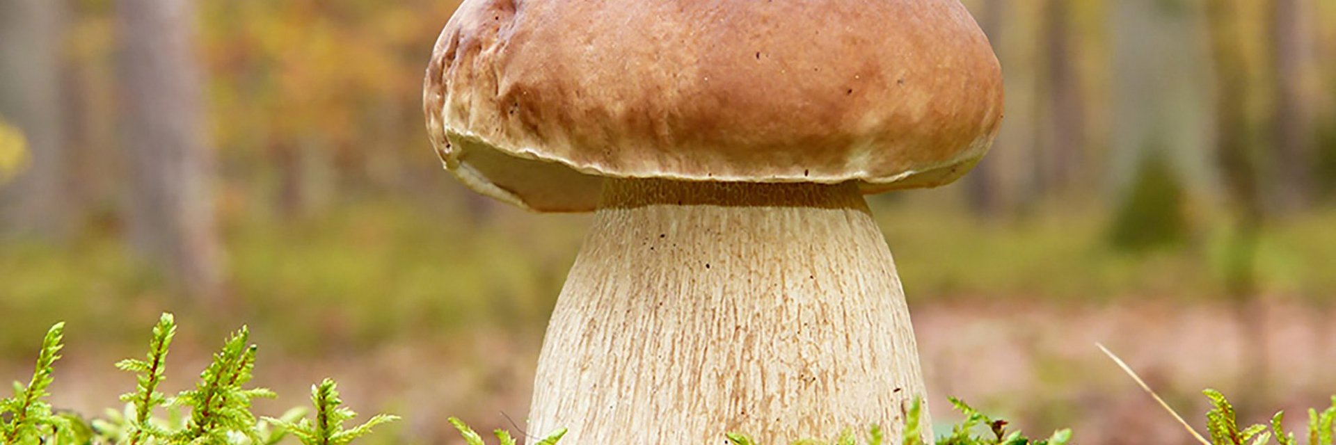 Dieses Bild zeigt einen Steinpilz, der auf Moos in einem Gasteiner Wald steht