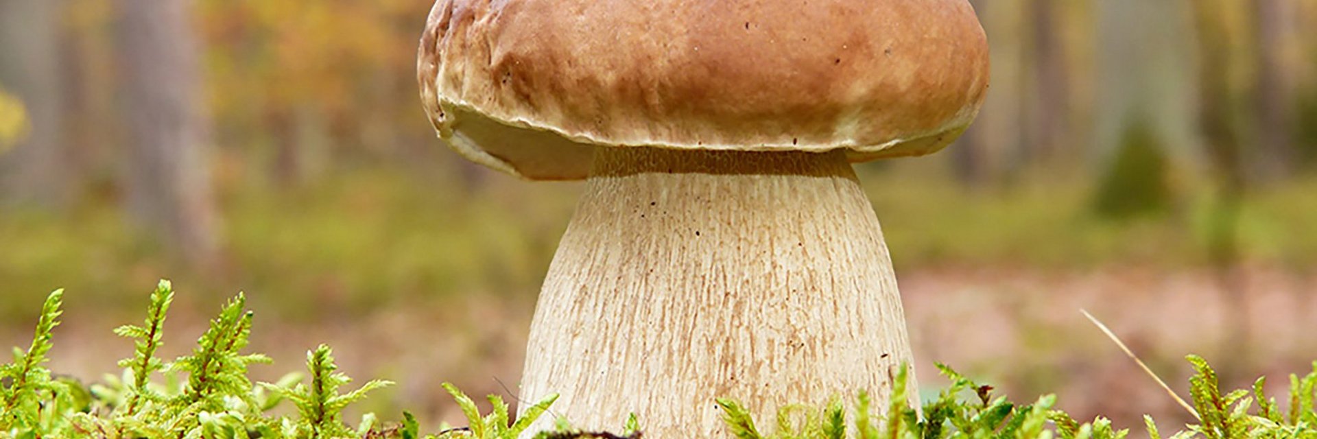 Dieses Bild zeigt einen Steinpilz, der auf Moos in einem Gasteiner Wald steht