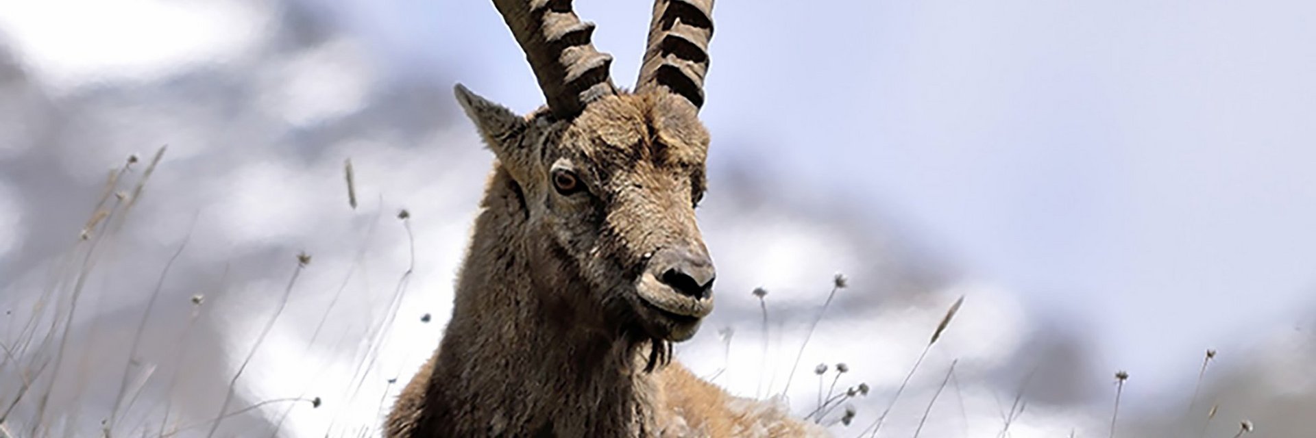 Dieses Bild zeigt einen Steinbock in Gastein