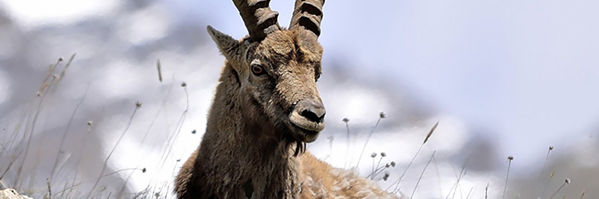 Dieses Bild zeigt einen Steinbock in Gastein