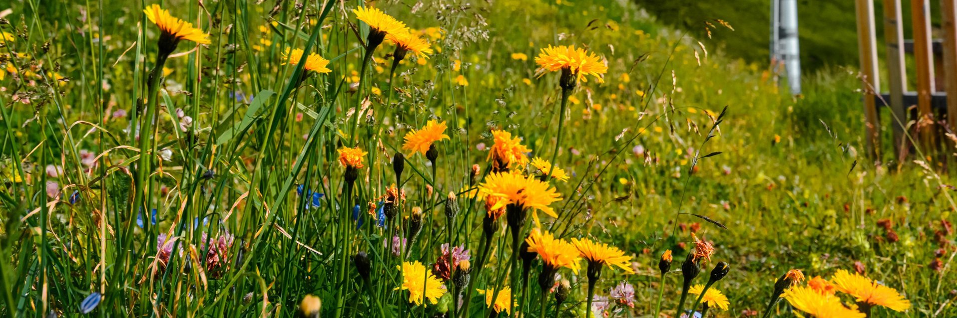 Dieses Bild zeigt die Bergstation Schlossalm, das Gasteinschild und eine Sommerliche Blumenwiese