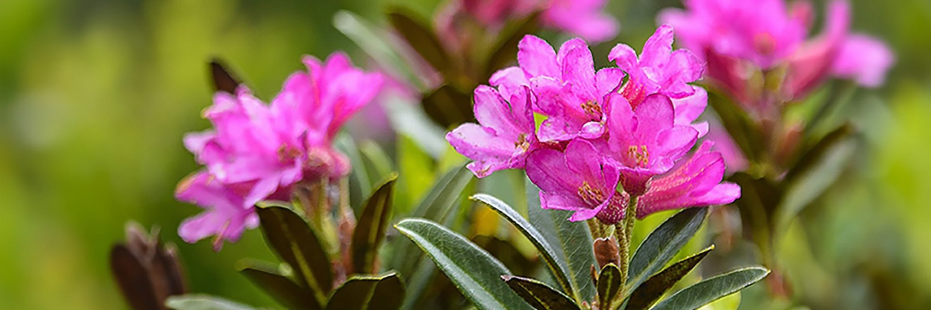 Dieses Bild zeigt eine rosa Blume (Almrausch)